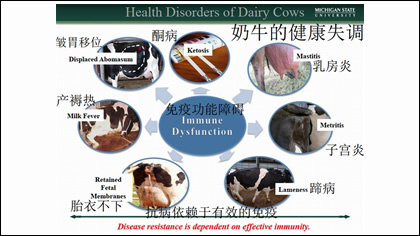 奶牛免疫应答与干预-牛免疫概述